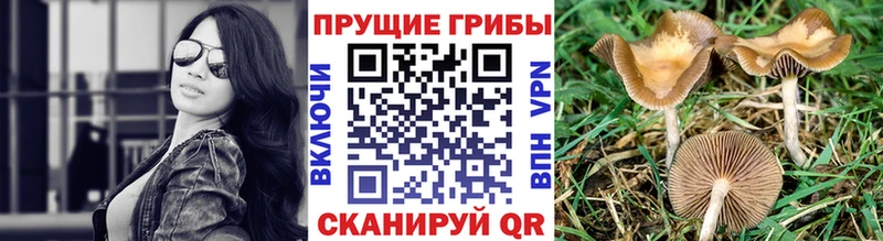 закладки  Балтийск  Псилоцибиновые грибы прущие грибы 
